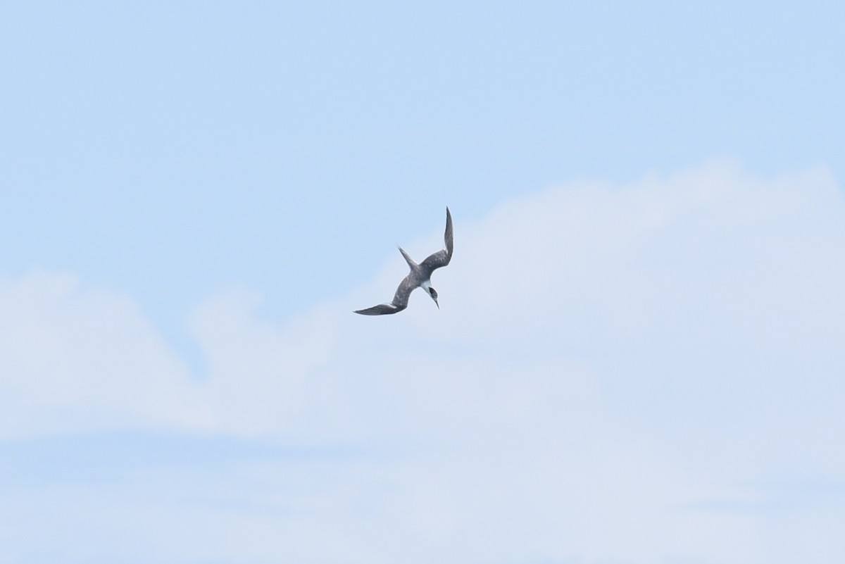 Great Crested Tern - ML628904496