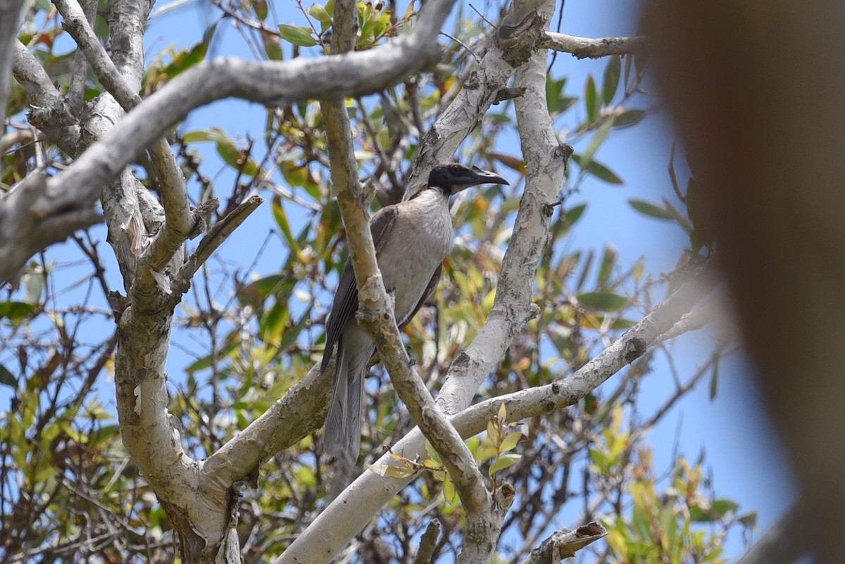 Noisy Friarbird - ML628904497