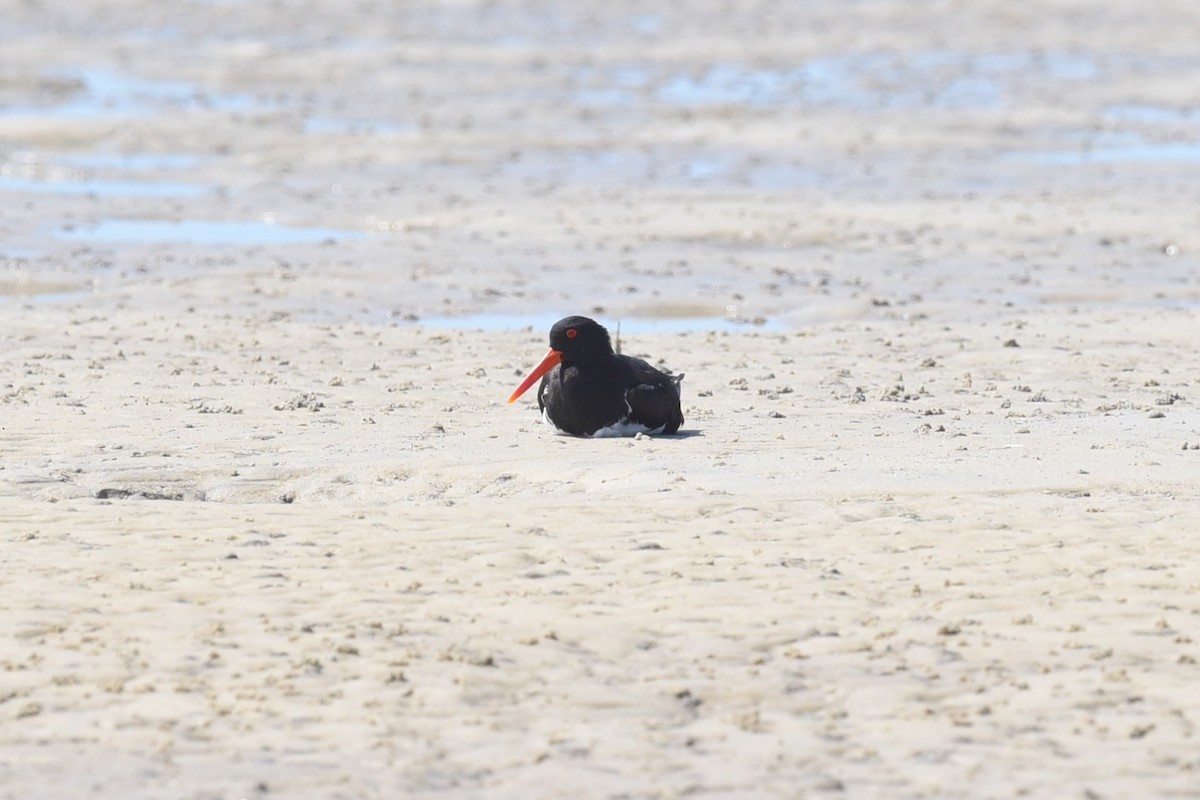 Pied Oystercatcher - ML628904501