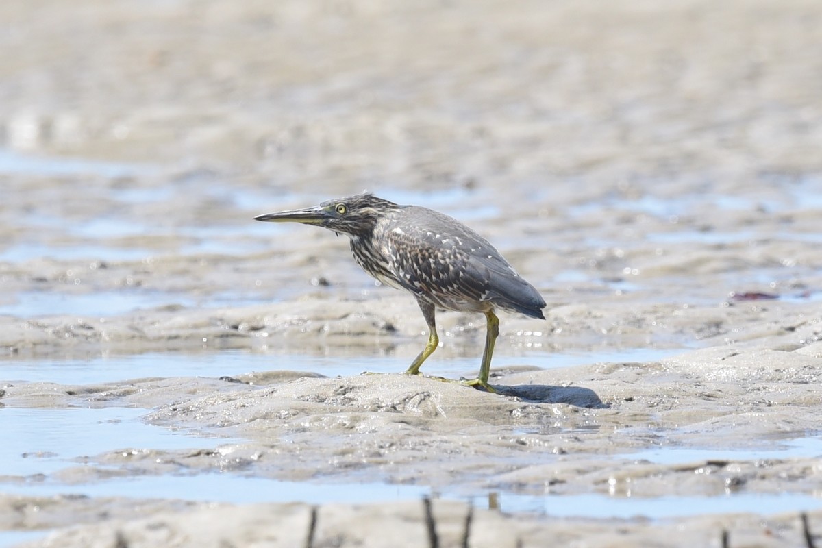 Striated Heron - ML628904504