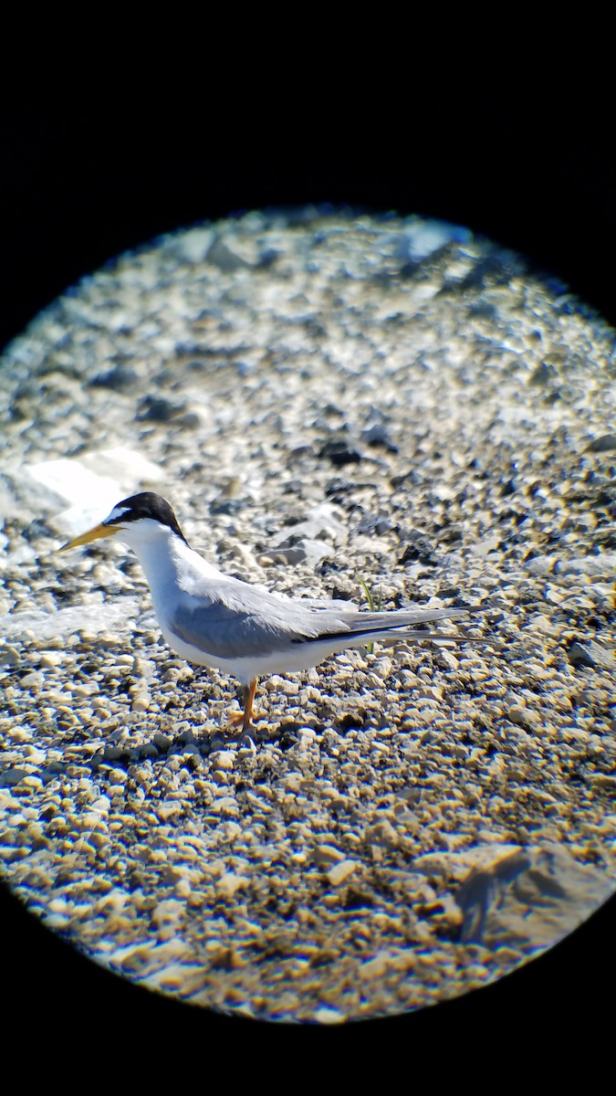 Least Tern - David Ayer