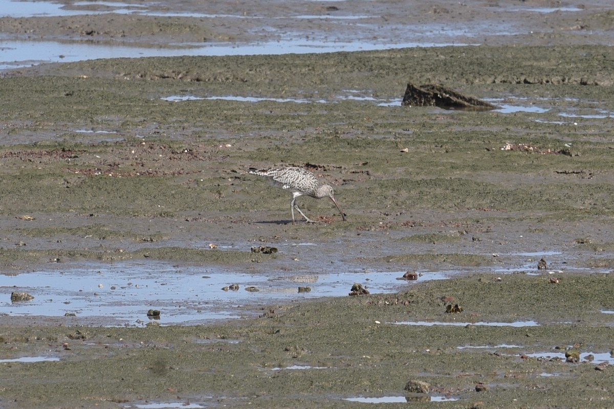 Far Eastern Curlew - ML628904521