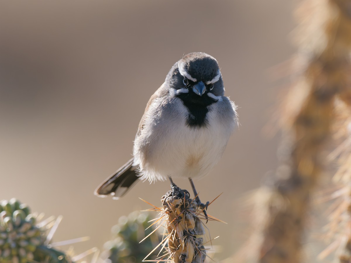 Black-throated Sparrow - ML628904561