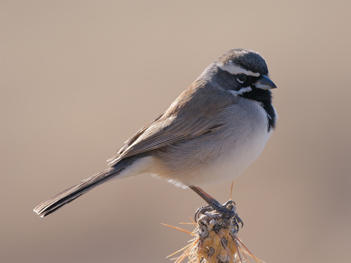 Black-throated Sparrow - ML628904562