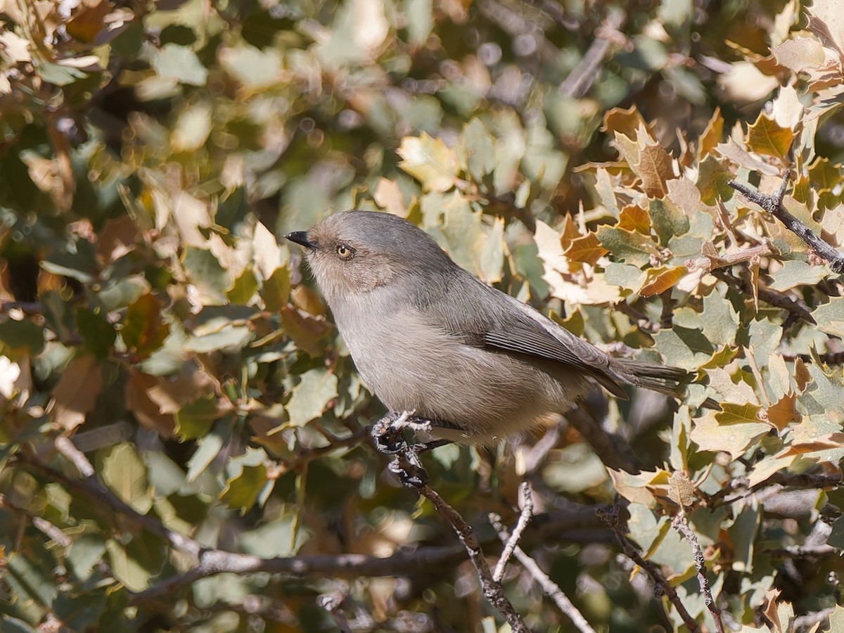 Bushtit - ML628904565