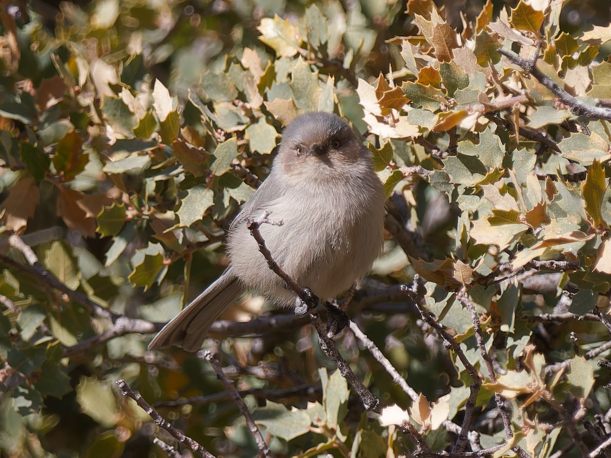 Bushtit - ML628904566