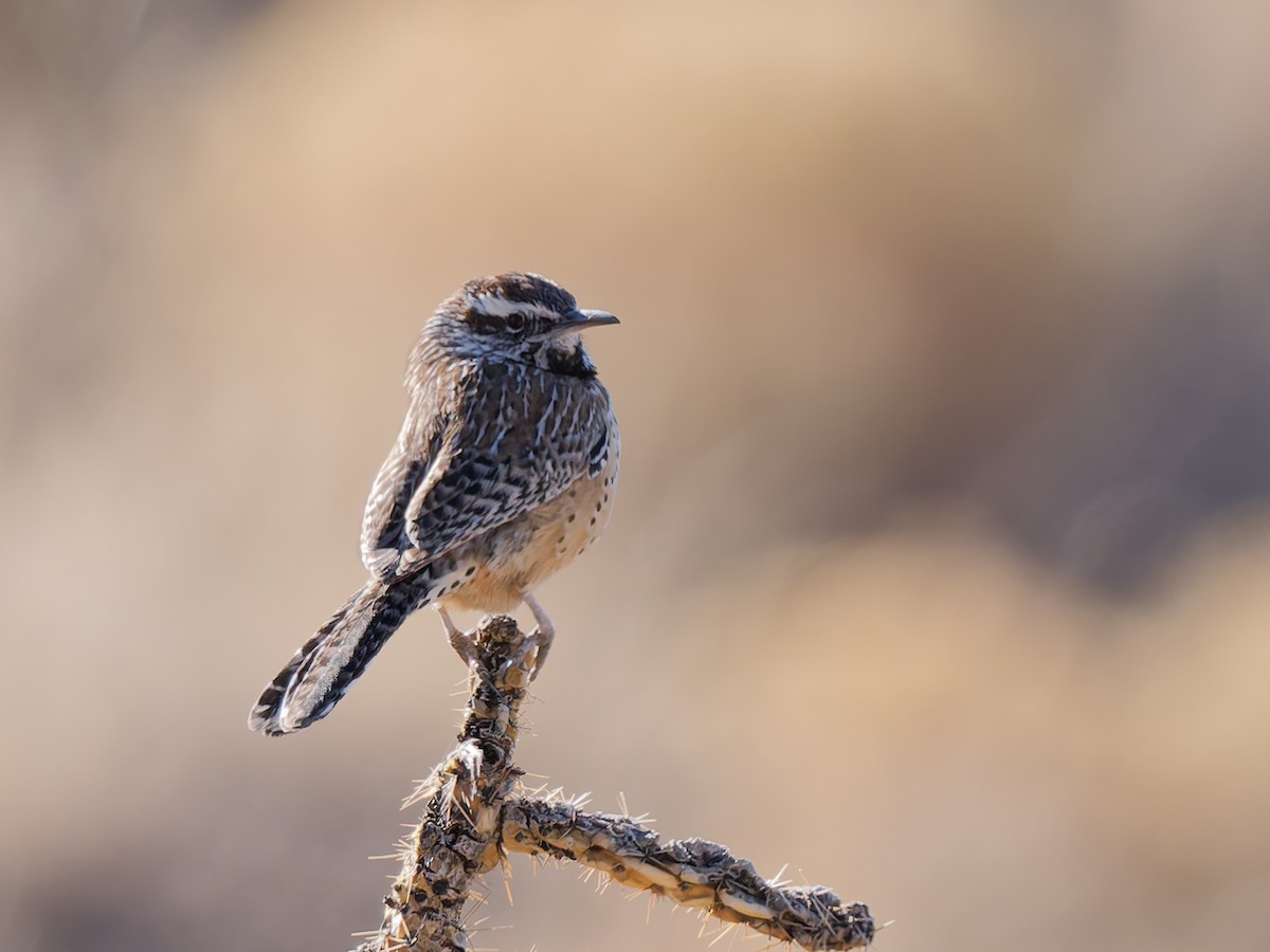 Cactus Wren - ML628904570