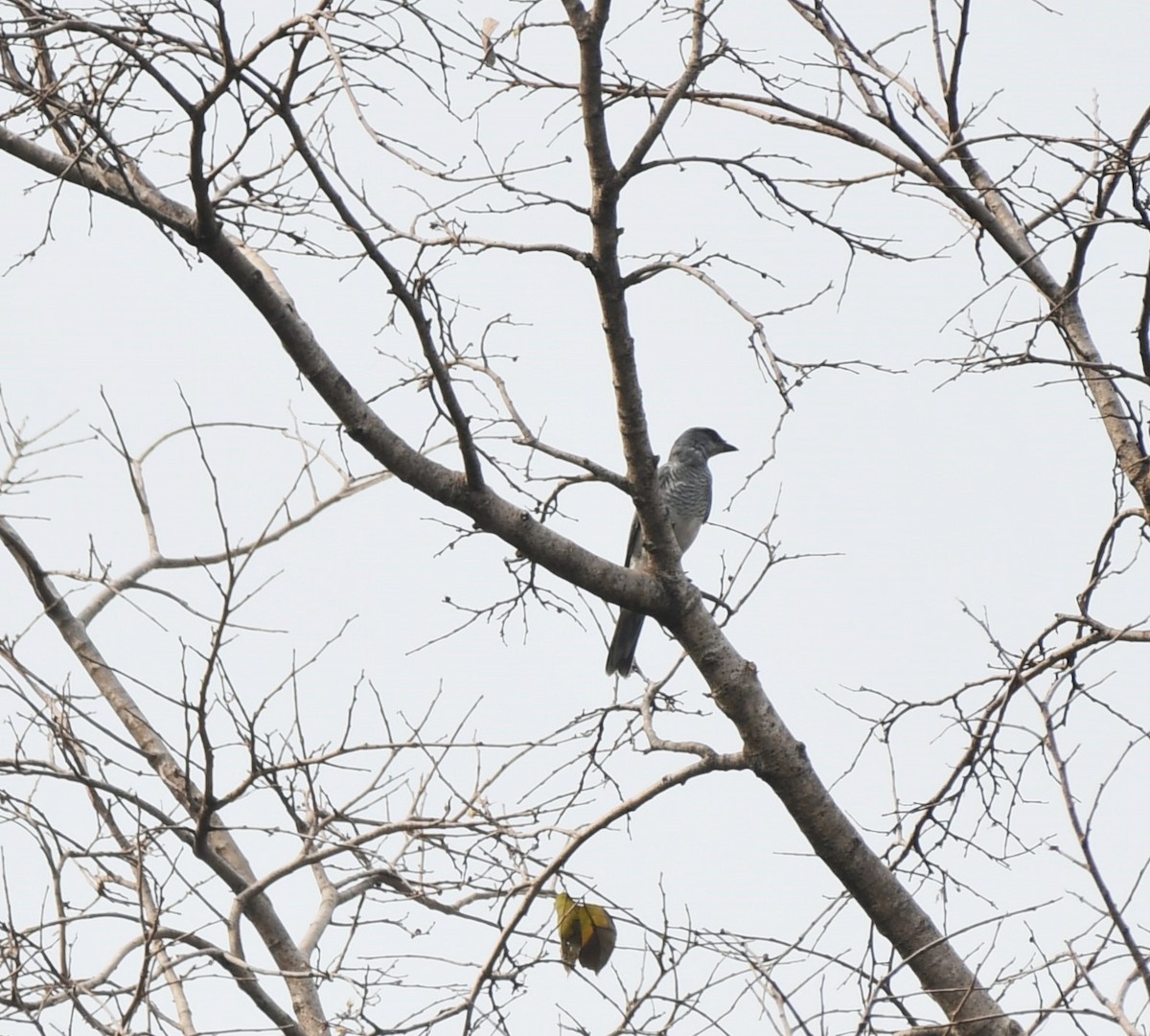 Indian Cuckooshrike - ML628904610