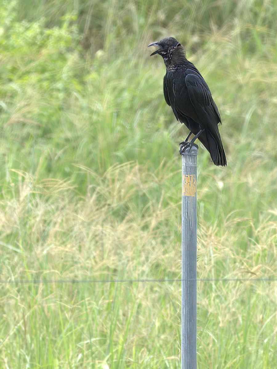 Torresian Crow - ML628904653