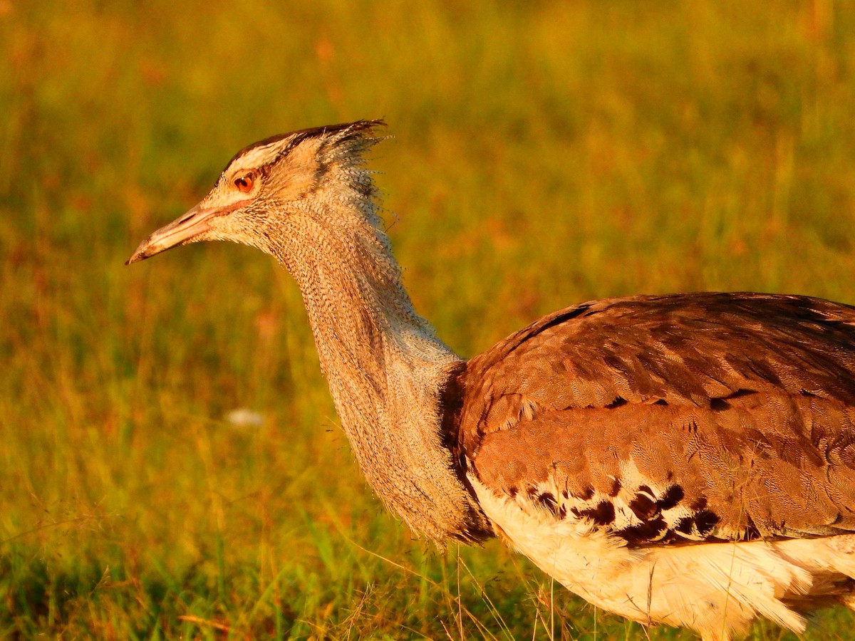 Kori Bustard - ML628904690