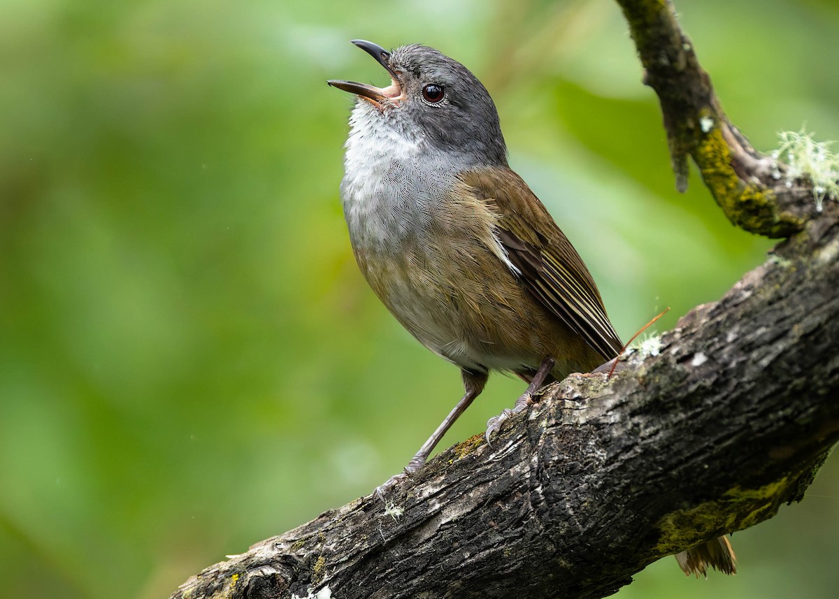 Olive Whistler - Zebedee Muller