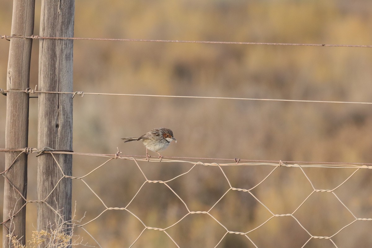 Rufous-eared Warbler - ML628904769