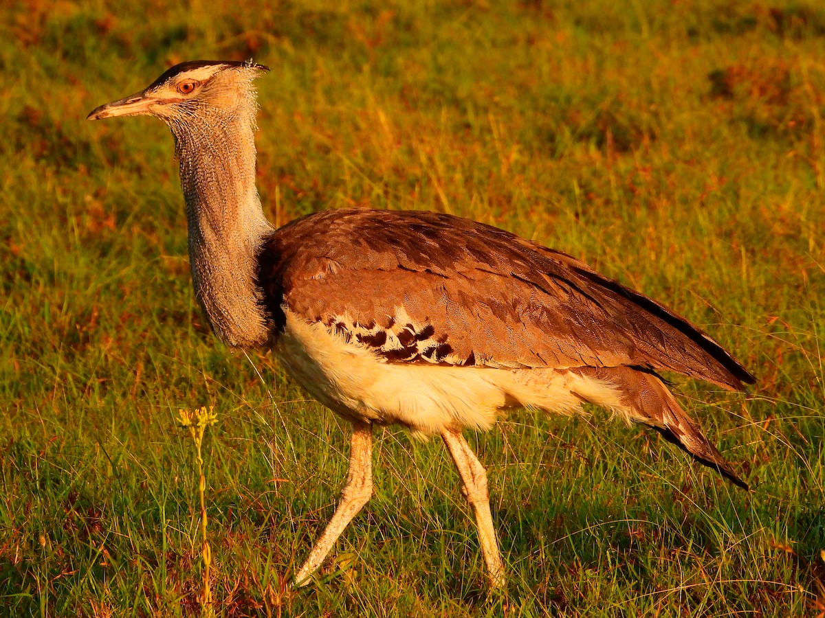 Kori Bustard - ML628904777