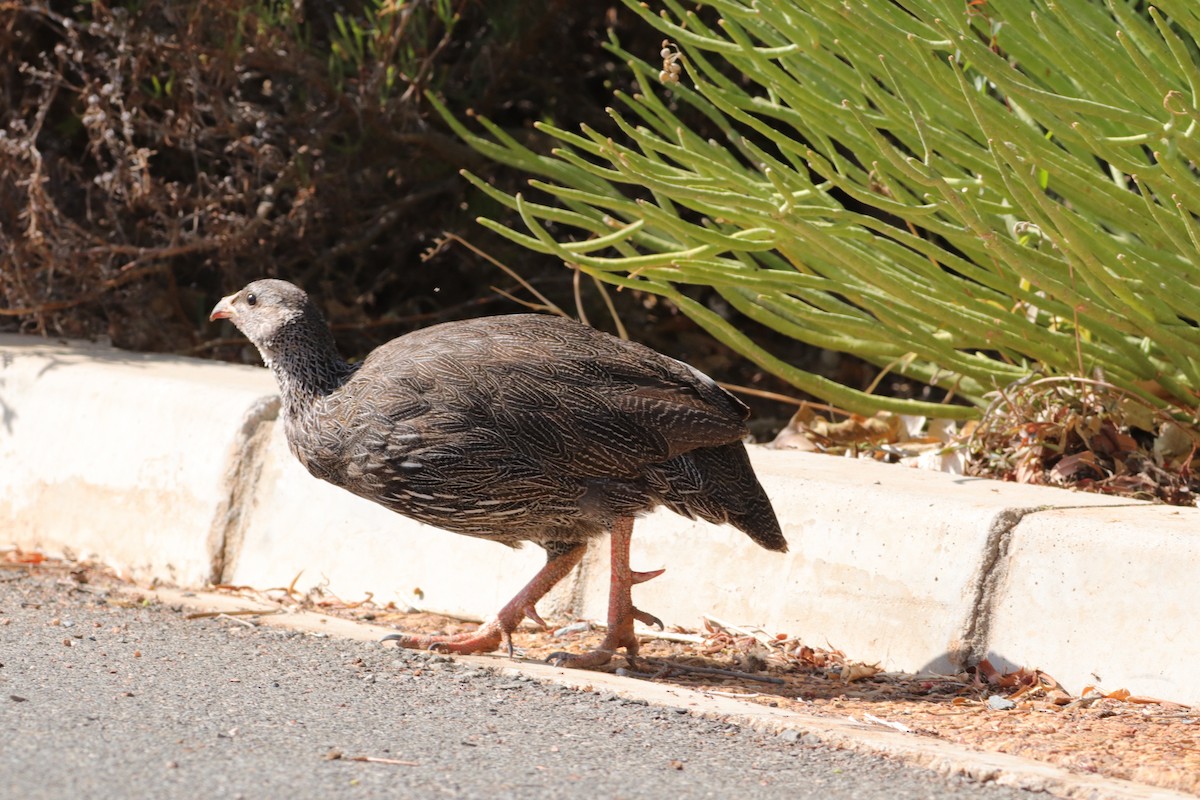 Cape Spurfowl - ML628904831