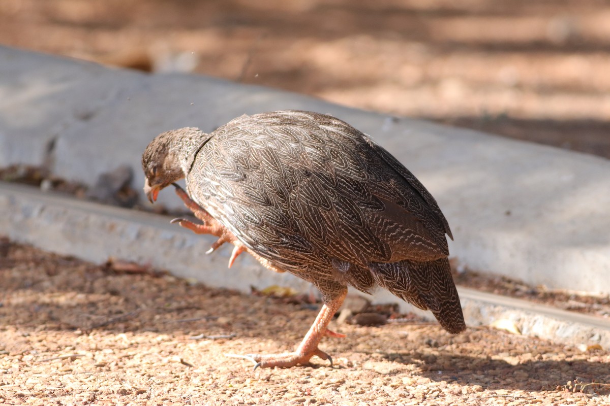 Cape Spurfowl - ML628904832