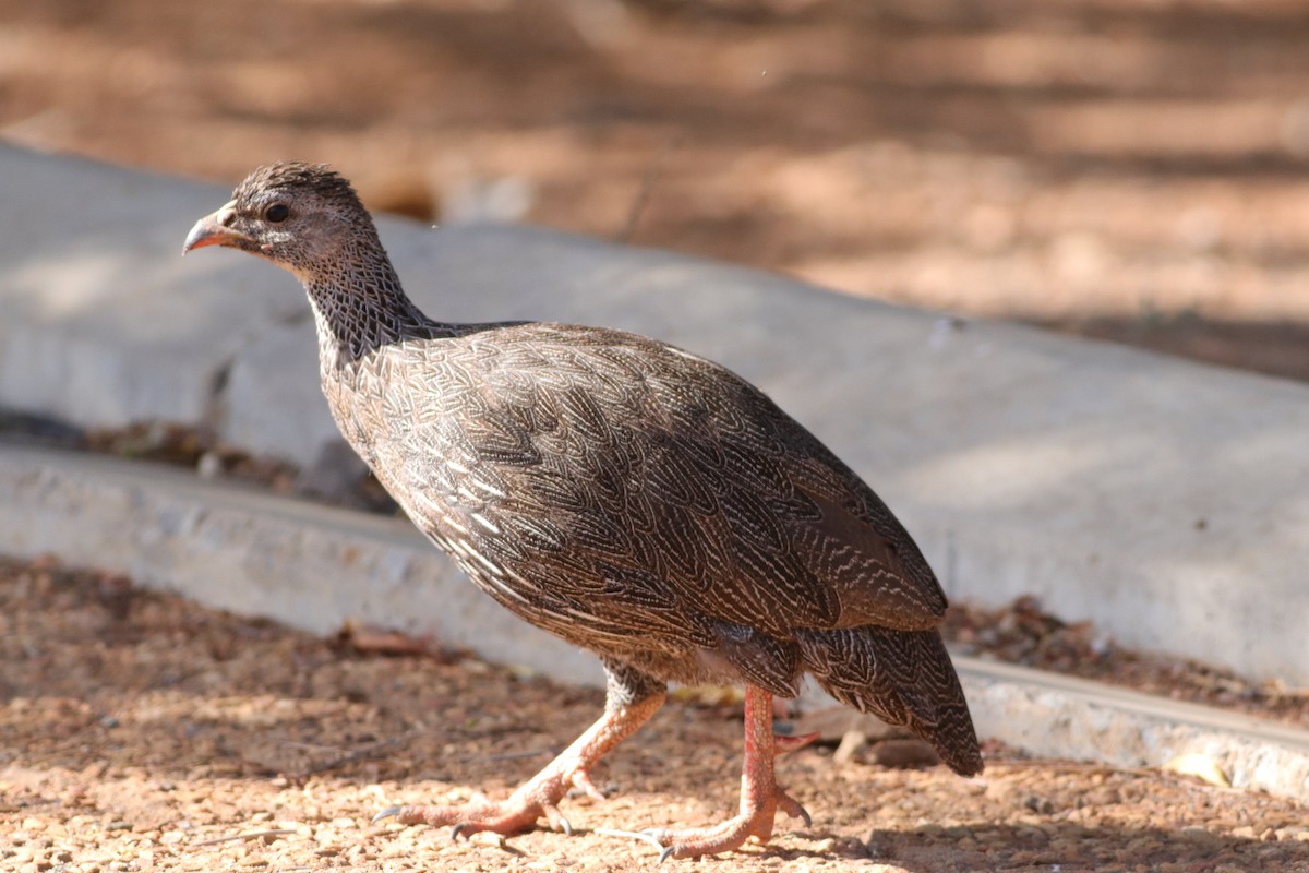 Cape Spurfowl - ML628904833