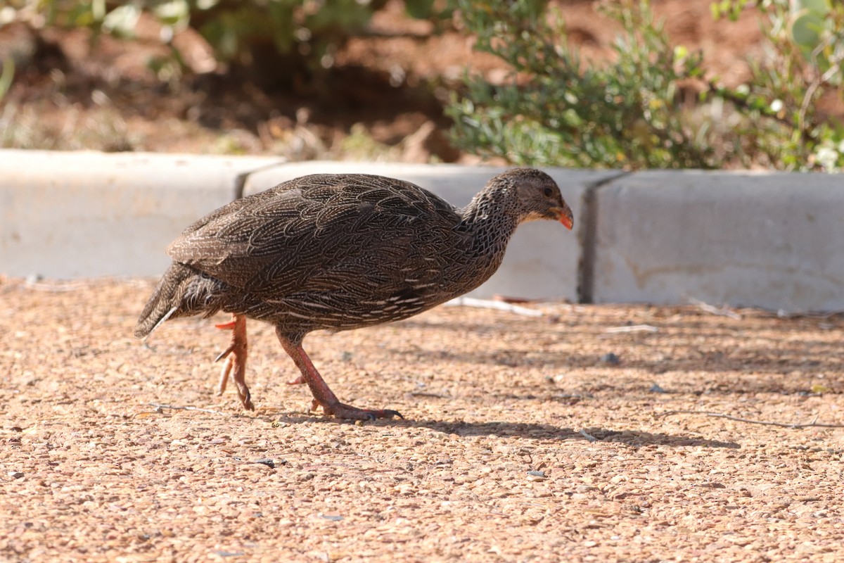 Cape Spurfowl - ML628904834