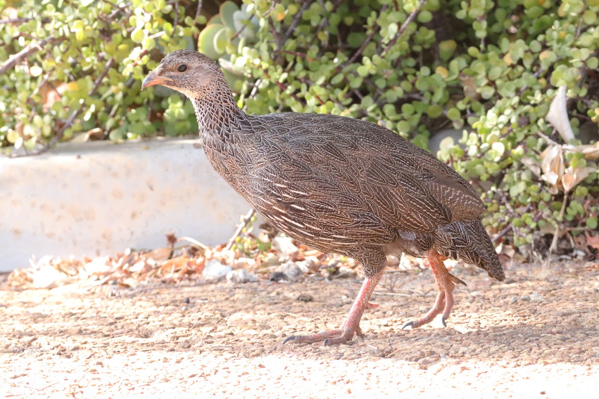 Cape Spurfowl - ML628904835