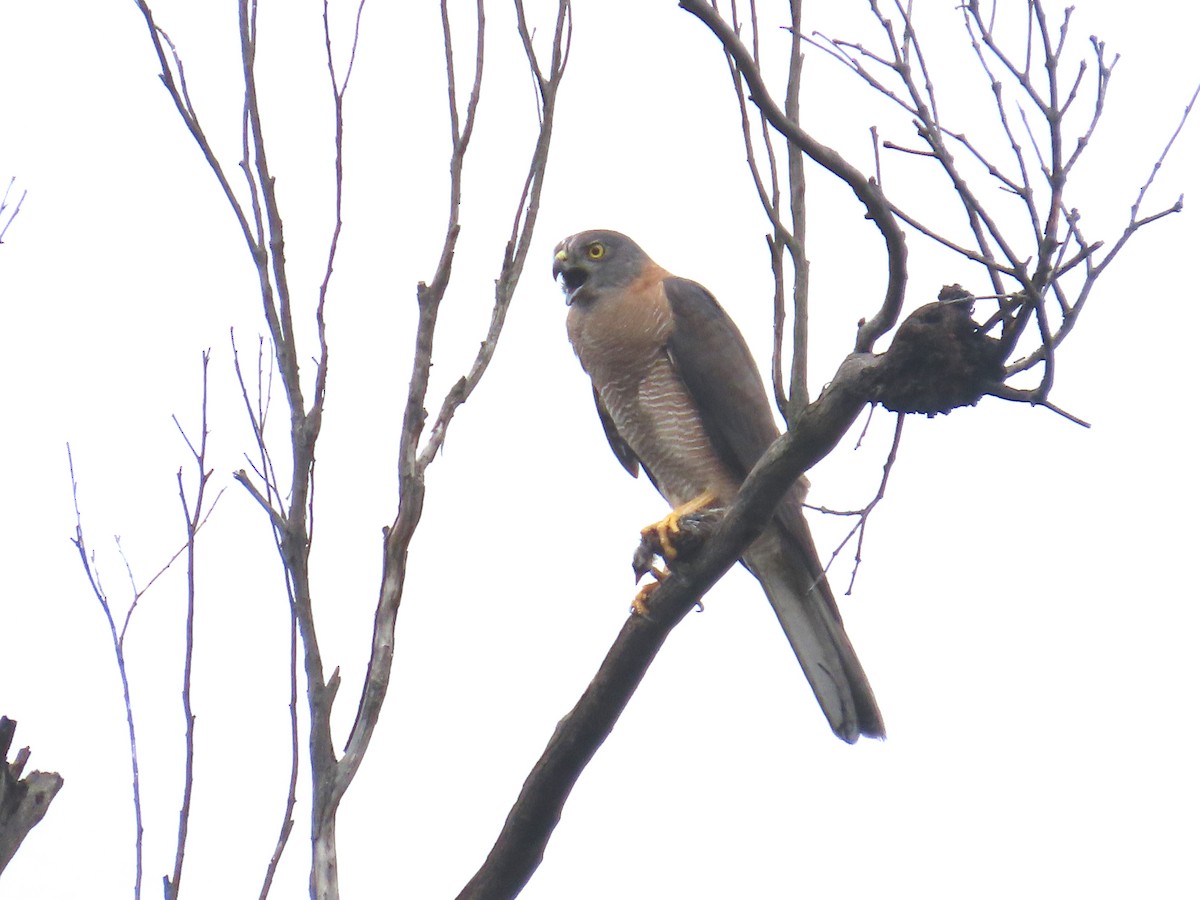 bendelhauk - ML628904908