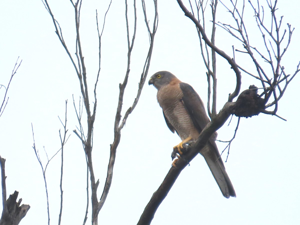 bendelhauk - ML628904909