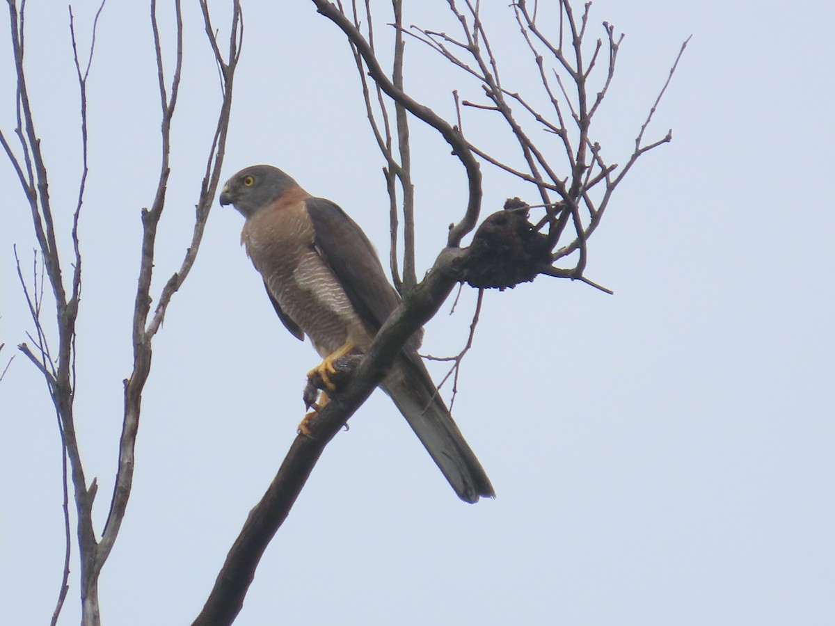 bendelhauk - ML628904910