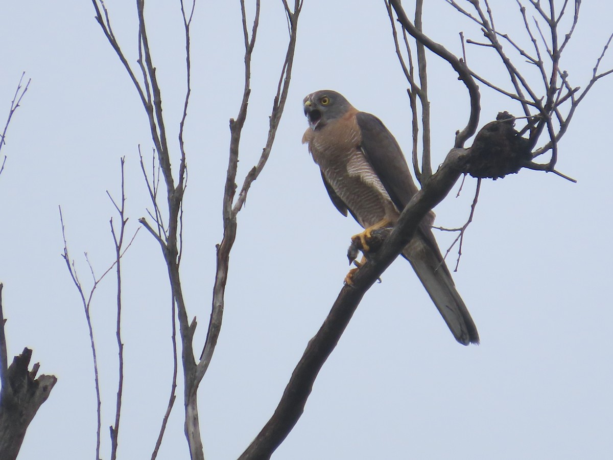 bendelhauk - ML628904911