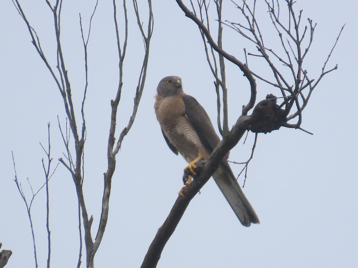 bendelhauk - ML628904912