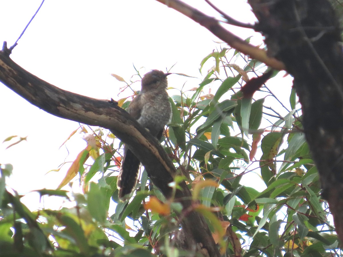 kilestjertgjøk - ML628904947