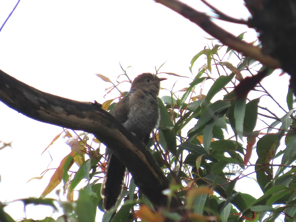 kilestjertgjøk - ML628904948