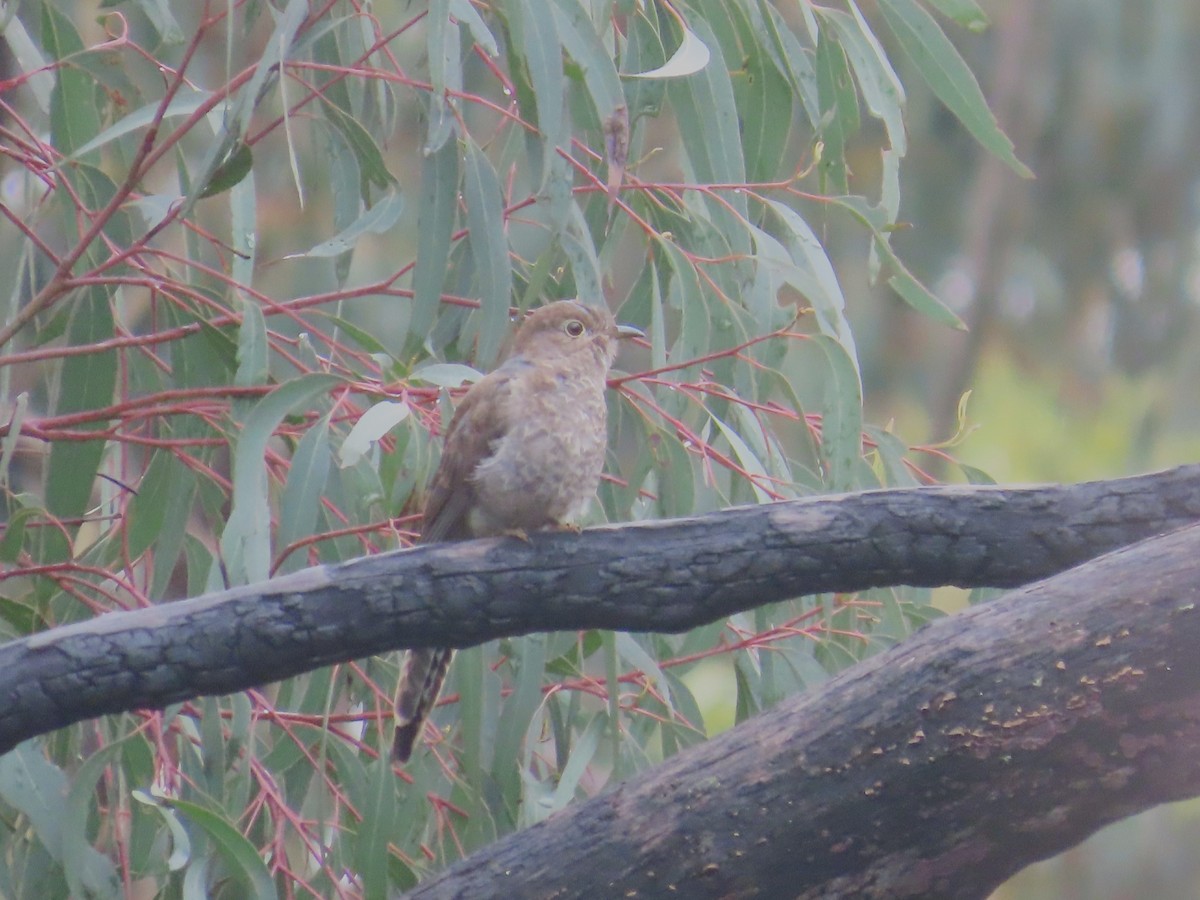 kilestjertgjøk - ML628904949