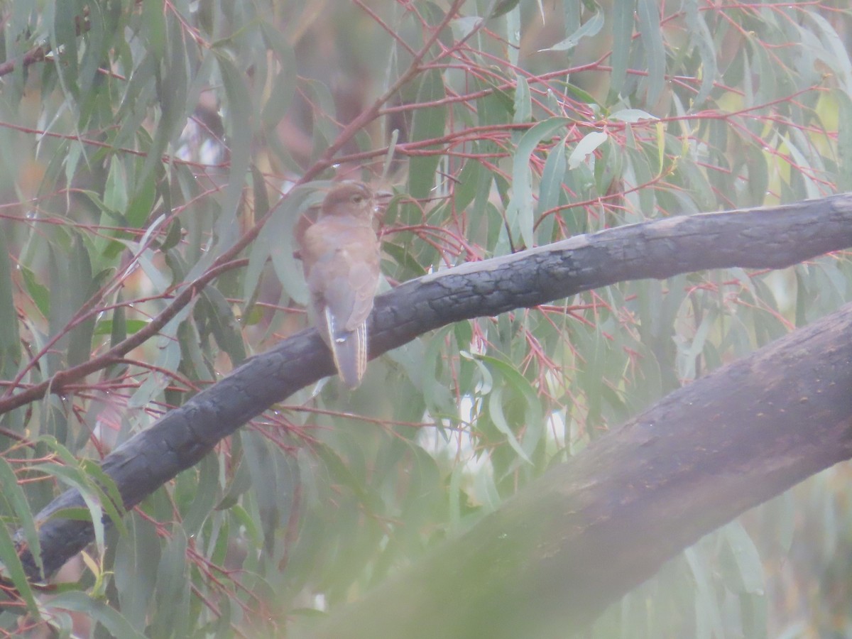 kilestjertgjøk - ML628904950