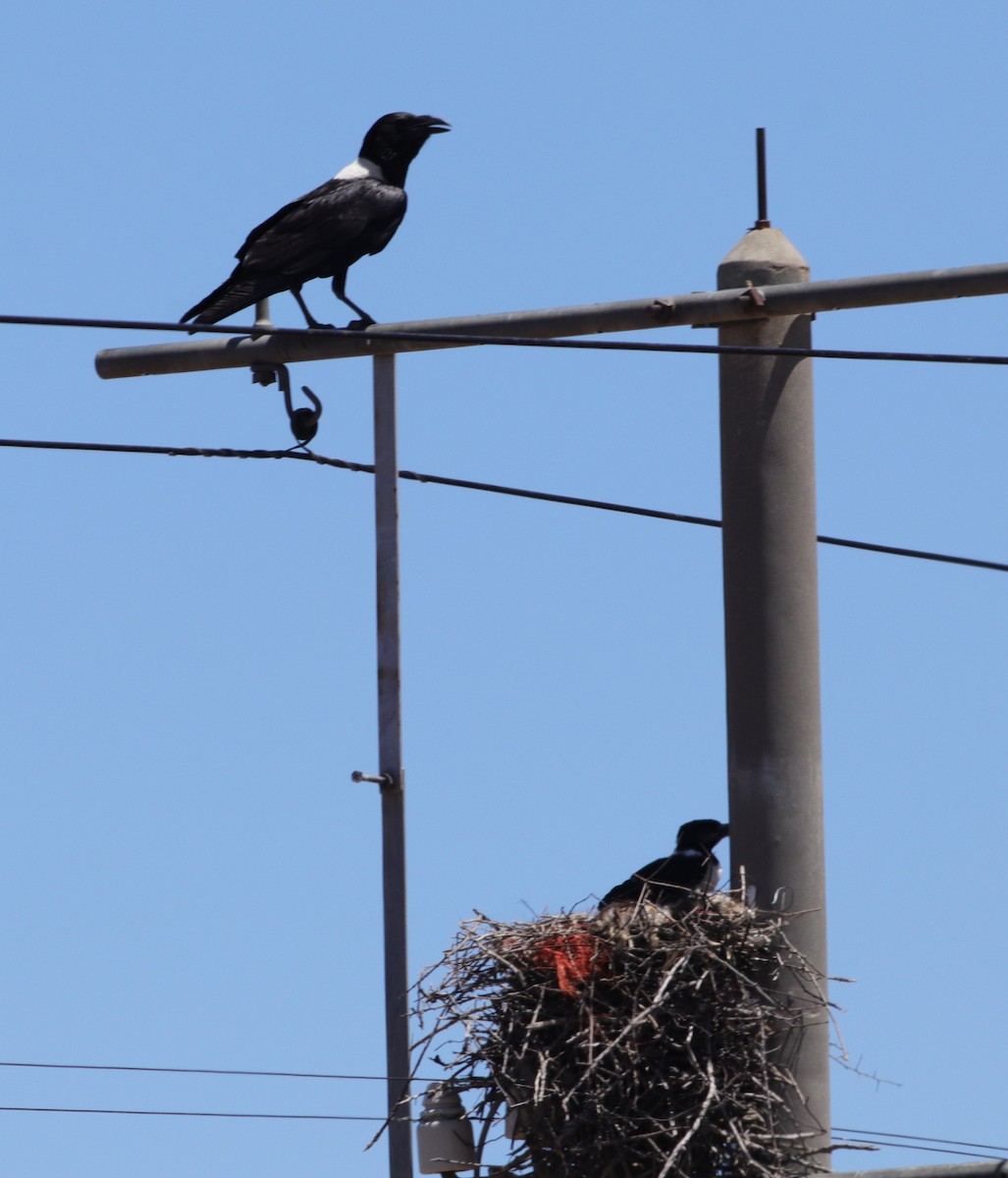 Pied Crow - ML628905139