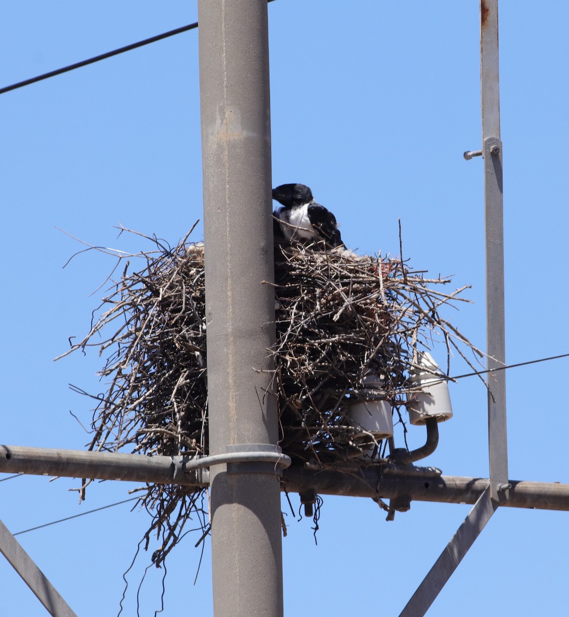 Pied Crow - ML628905140