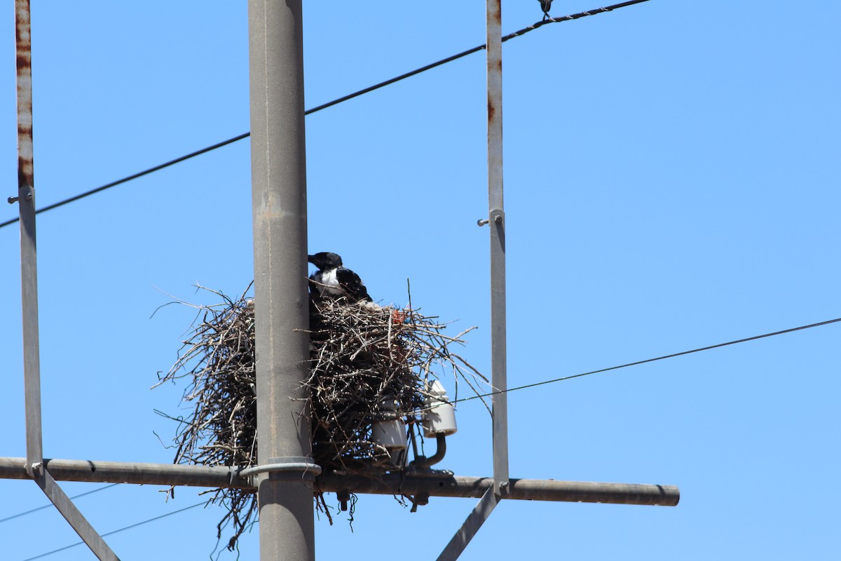 Pied Crow - ML628905141