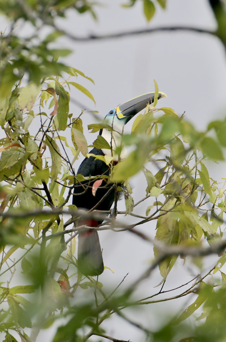 Channel-billed Toucan (Yellow-ridged) - ML628905150