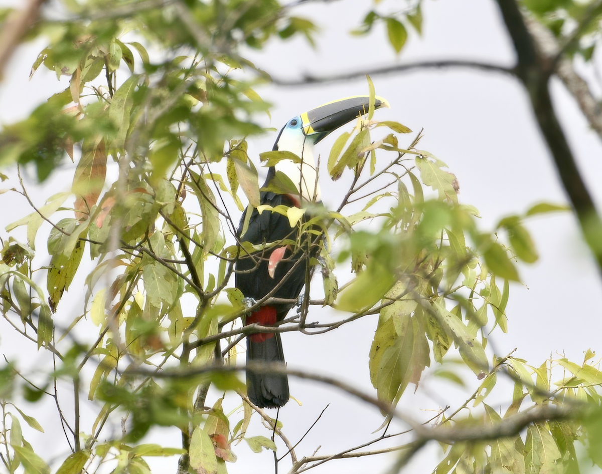 Channel-billed Toucan (Yellow-ridged) - ML628905152