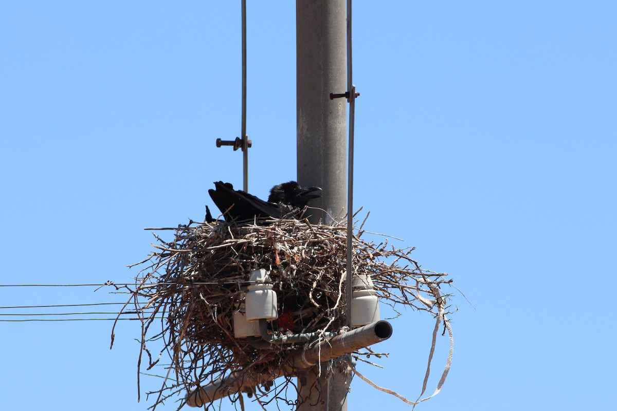 Pied Crow - ML628905198