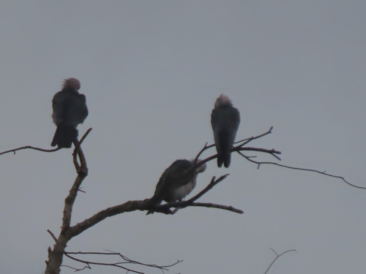 Green Imperial-Pigeon (Green) - ML628905272