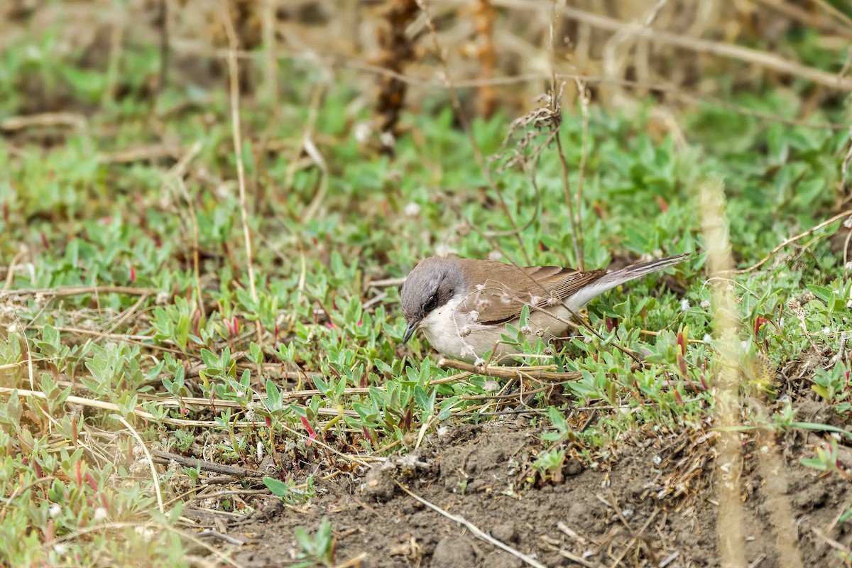 Lesser Whitethroat (halimodendri) - ML628905397