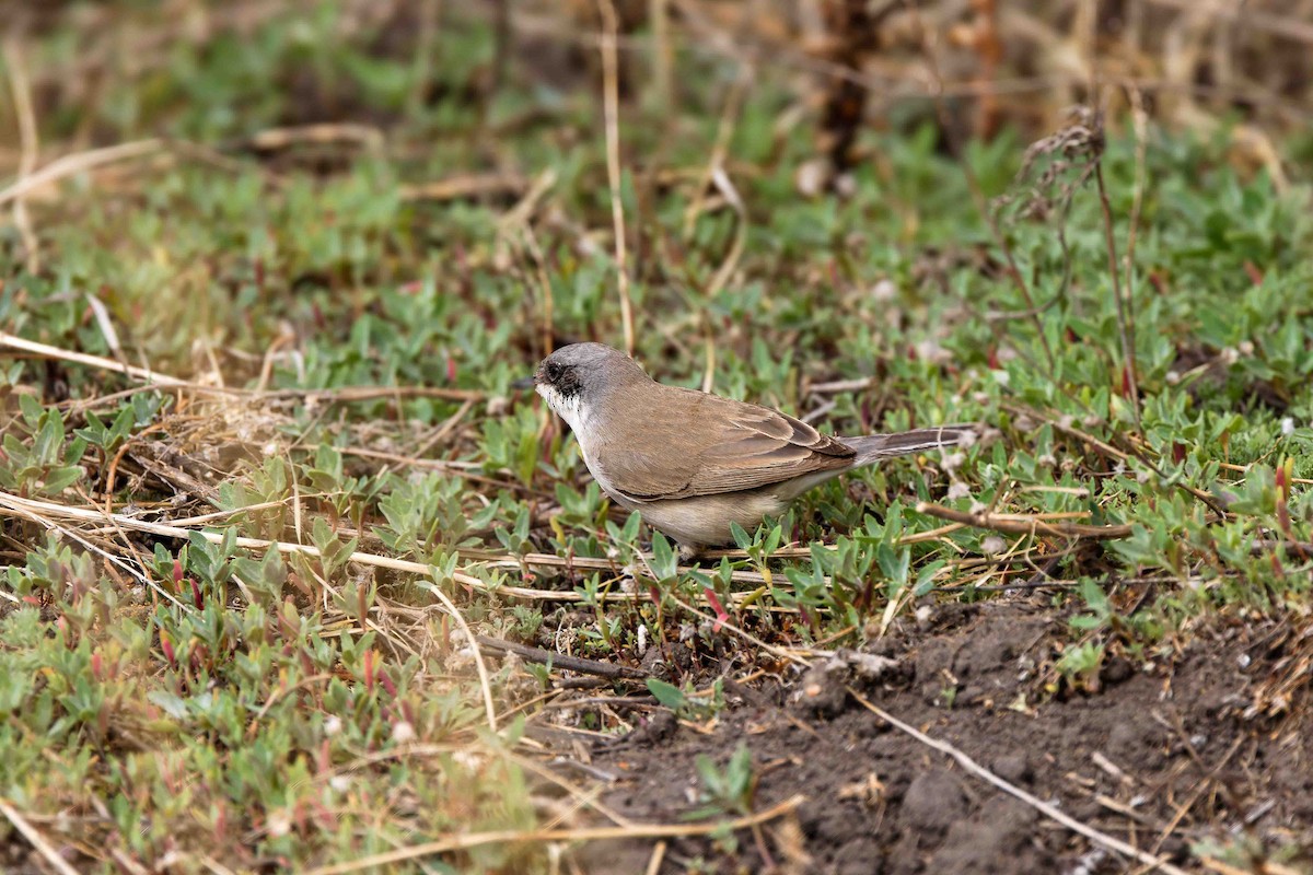 Lesser Whitethroat (halimodendri) - ML628905399