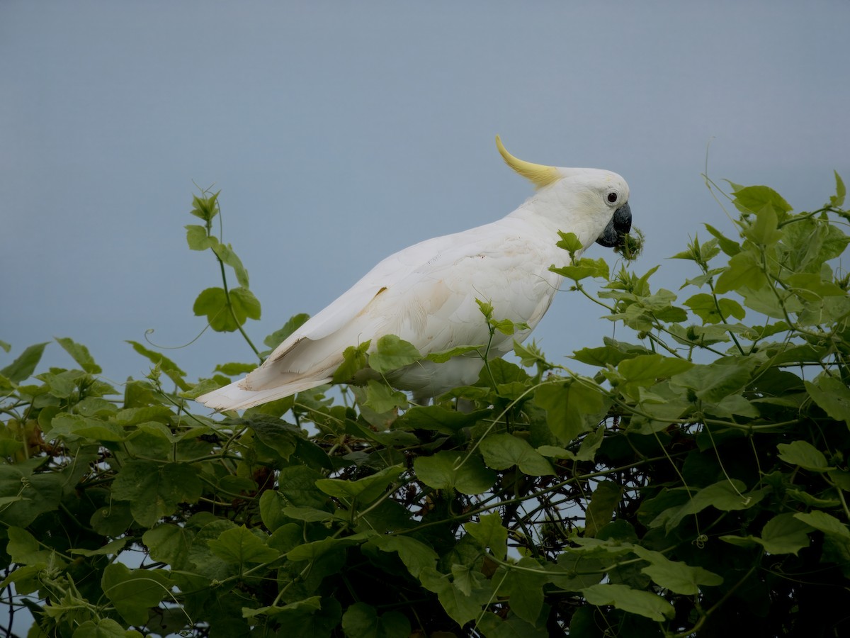 Sulphur-crested Cockatoo - ML628905433