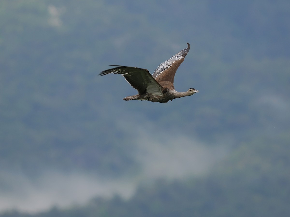 Australian Bustard - ML628905480