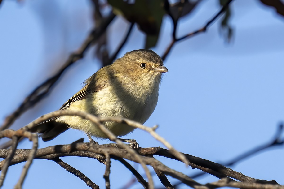 Weebill - ML628905704