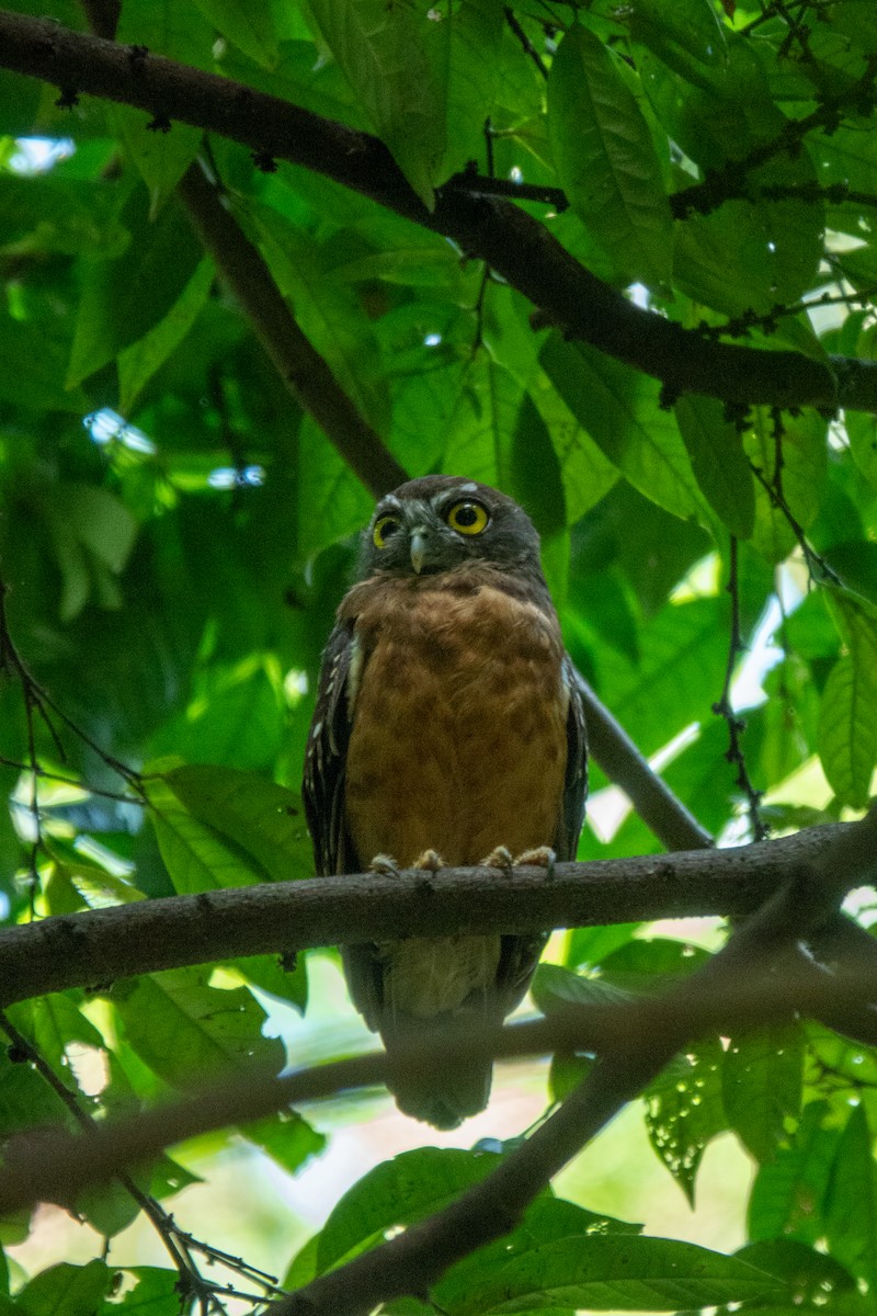Ochre-bellied Boobook - ML628905820