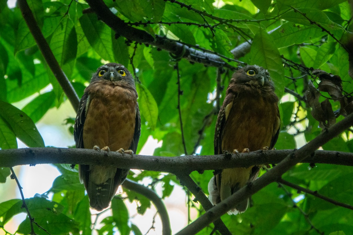 Ochre-bellied Boobook - ML628905821