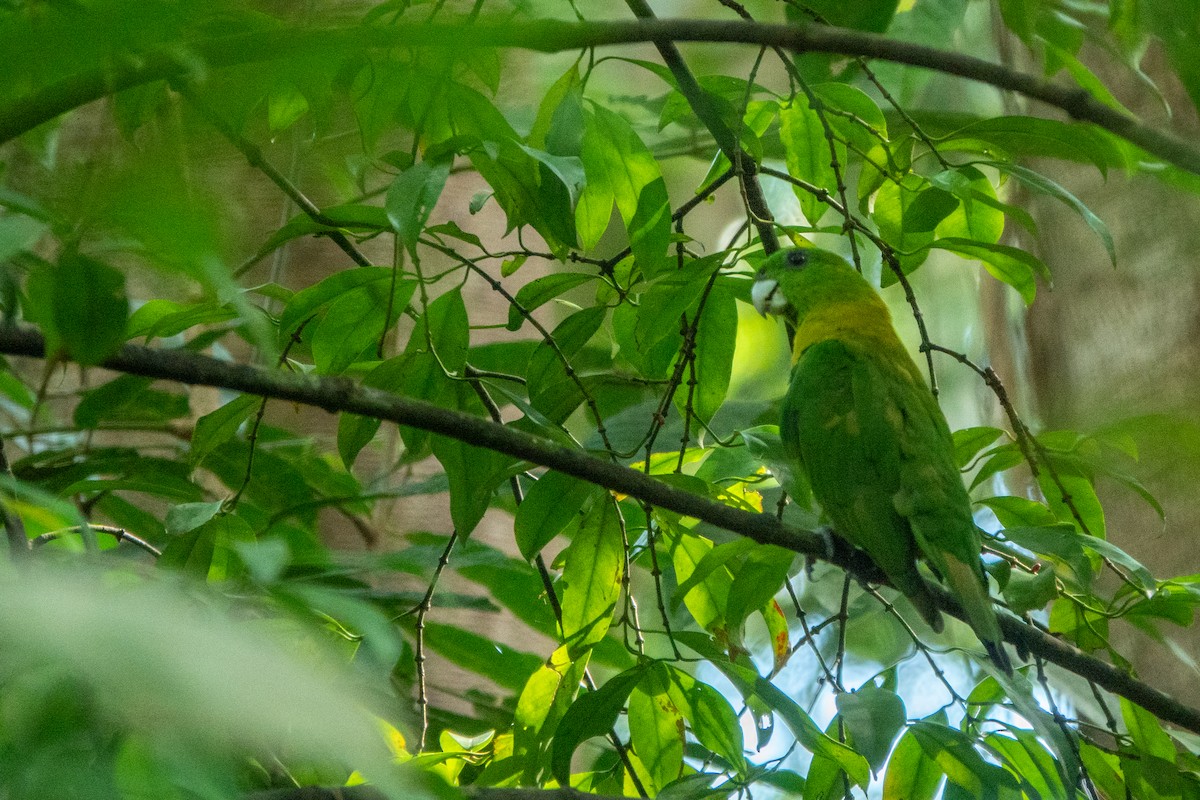 Yellow-breasted Racquet-tail - ML628905843