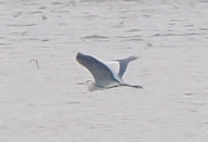 Gray Heron - Alexandre Vinot