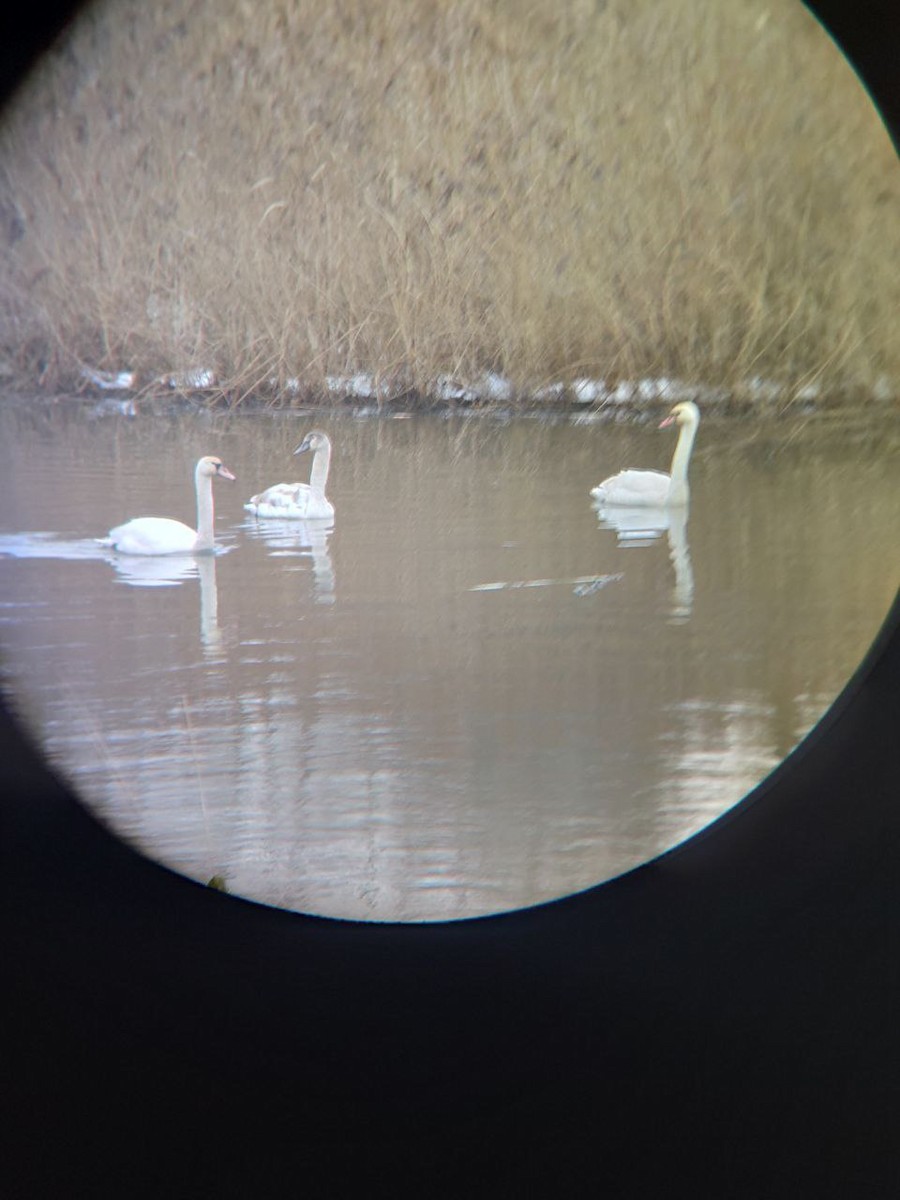 Mute Swan - ML628906115