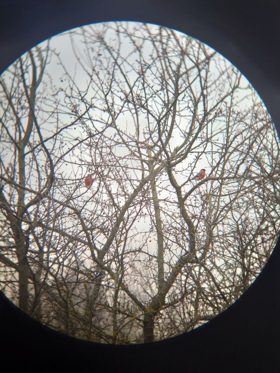 Eurasian Bullfinch - ML628906117