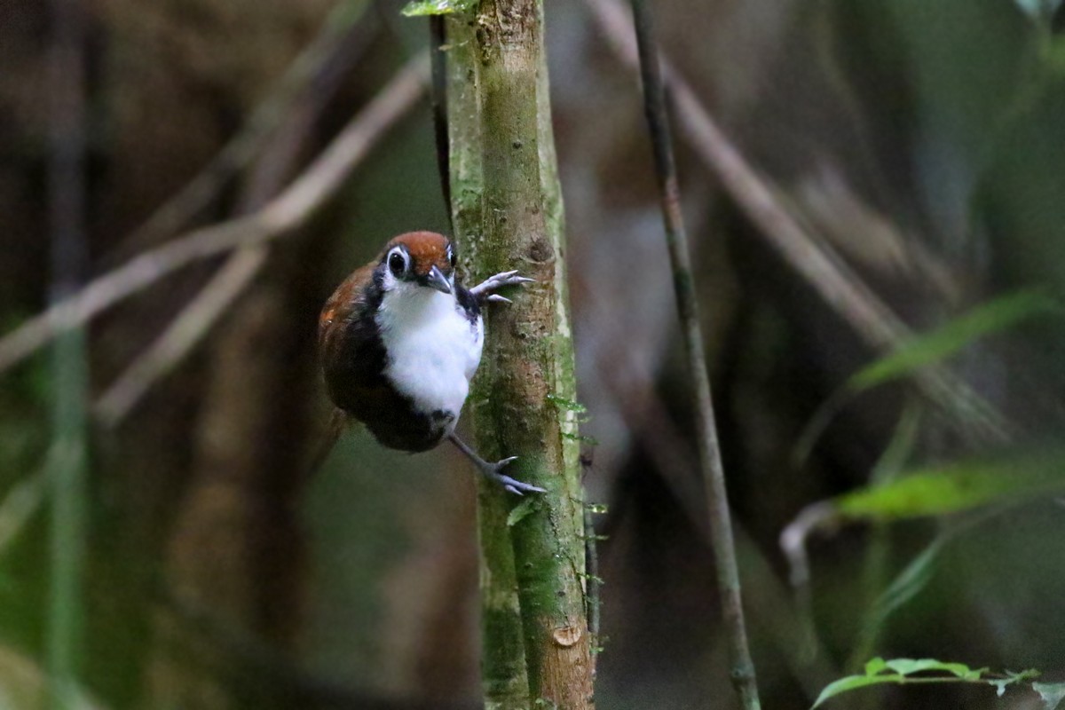 White-cheeked Antbird - Charley Hesse TROPICAL BIRDING